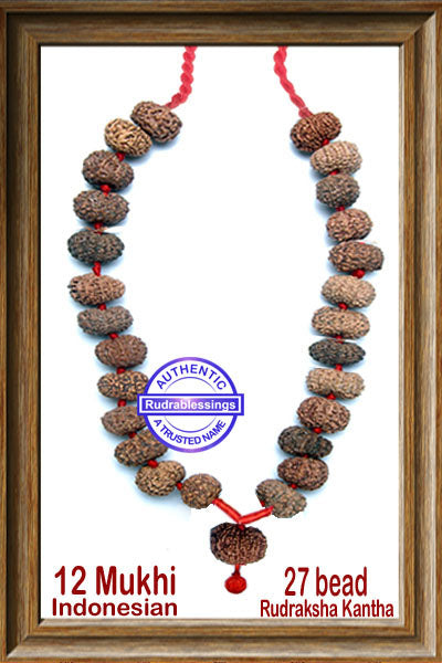 12 mukhi Rudraksha Mala (27 beads - Indonesian)