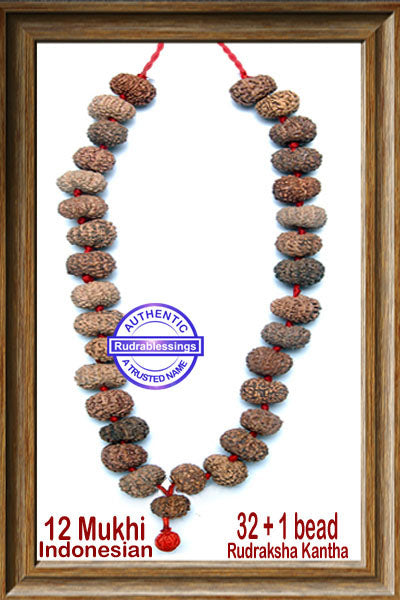 12 mukhi Rudraksha kantha (32 + 1 beads - Indonesian)