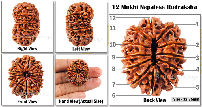 12 Mukhi Nepalese Rudraksha - Bead No. 36