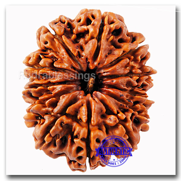 12 Mukhi Nepalese Rudraksha - Bead No. 36