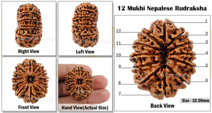 12 Mukhi Nepalese Rudraksha - Bead No. 50