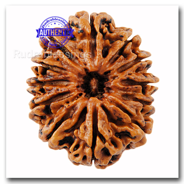 12 Mukhi Nepalese Rudraksha - Bead No. 50