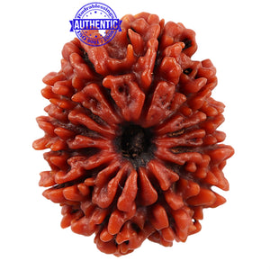 12 Mukhi Nepalese Rudraksha - Bead No 54