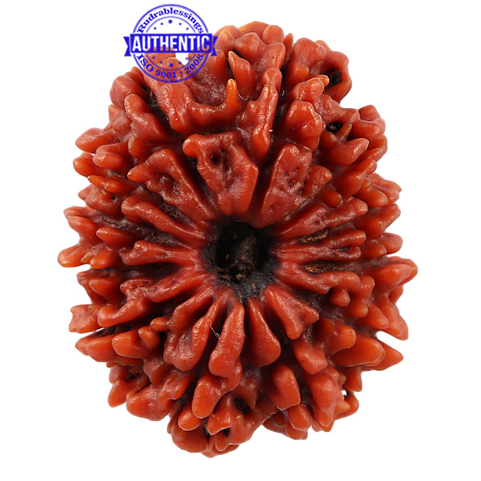 12 Mukhi Nepalese Rudraksha - Bead No 54