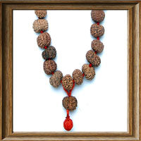 12 mukhi Rudraksha Mala (54 + 1 beads - Indonesian)