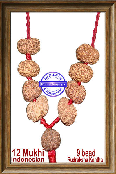 12 mukhi Rudraksha Wrist Mala/Kanthas in thread (9 beads - Indon