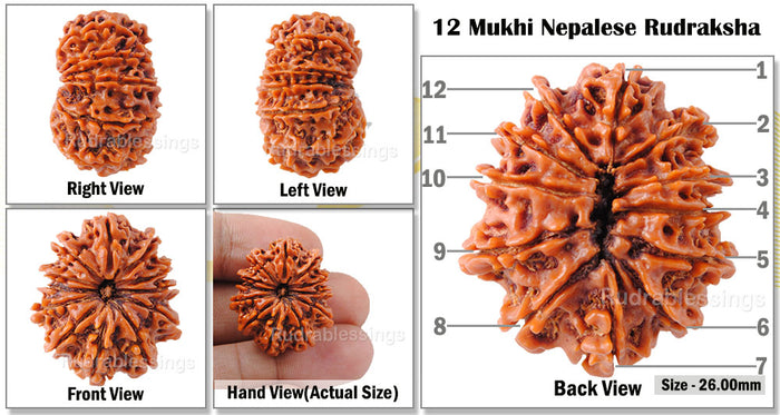 12 Mukhi Nepalese Rudraksha - Bead No. 29