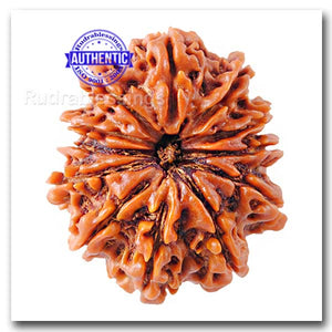 12 Mukhi Nepalese Rudraksha - Bead No. 29