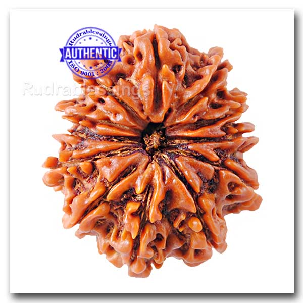 12 Mukhi Nepalese Rudraksha - Bead No. 29