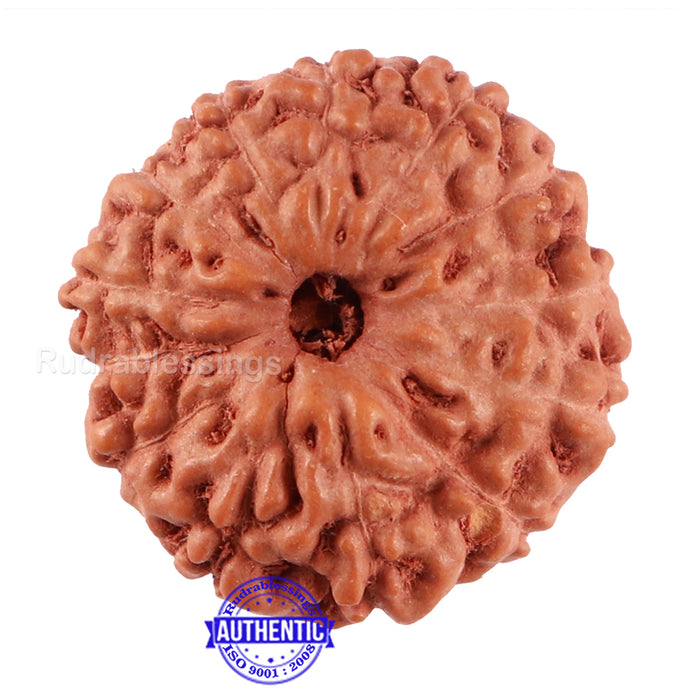 13 Mukhi Indonesian Rudraksha - Bead No. 198A
