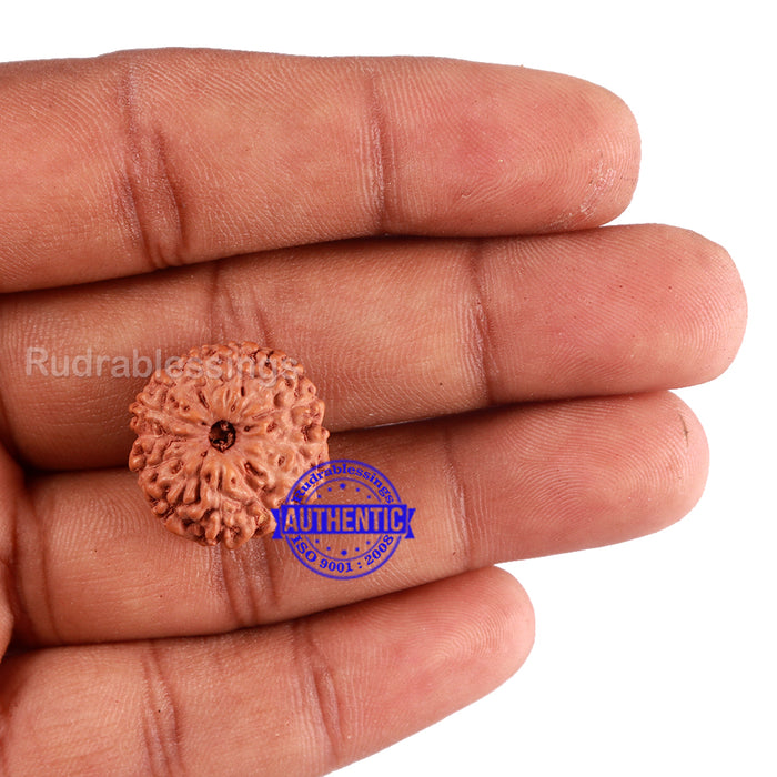 13 Mukhi Indonesian Rudraksha - Bead No. 198A