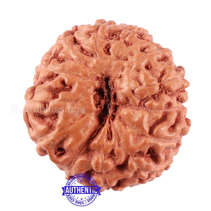 13 Mukhi Indonesian Rudraksha - Bead No. 198A