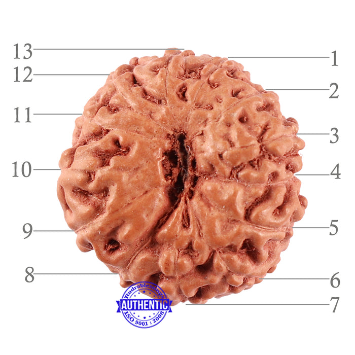 13 Mukhi Indonesian Rudraksha - Bead No. 198A
