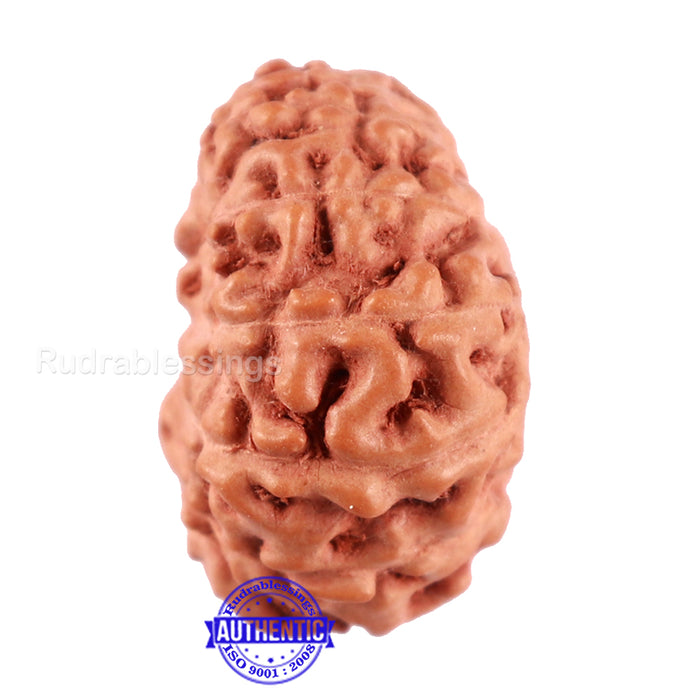 13 Mukhi Indonesian Rudraksha - Bead No. 198A
