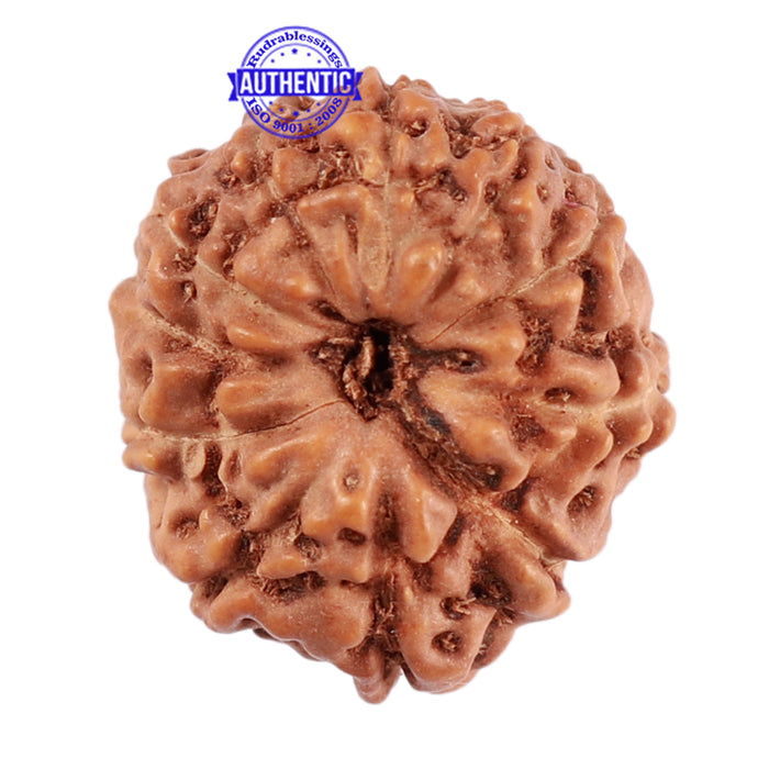 12 Mukhi Indonesian Rudraksha - Bead No. 165