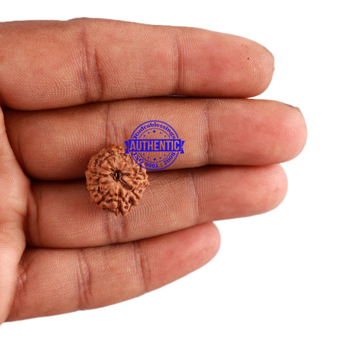 12 Mukhi Indonesian Rudraksha - Bead No. 165