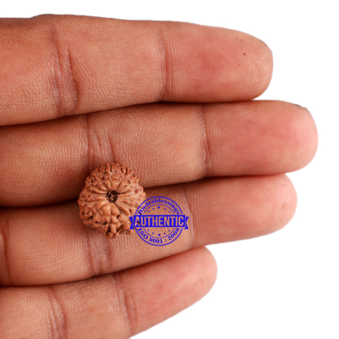 12 Mukhi Indonesian Rudraksha - Bead No. 167