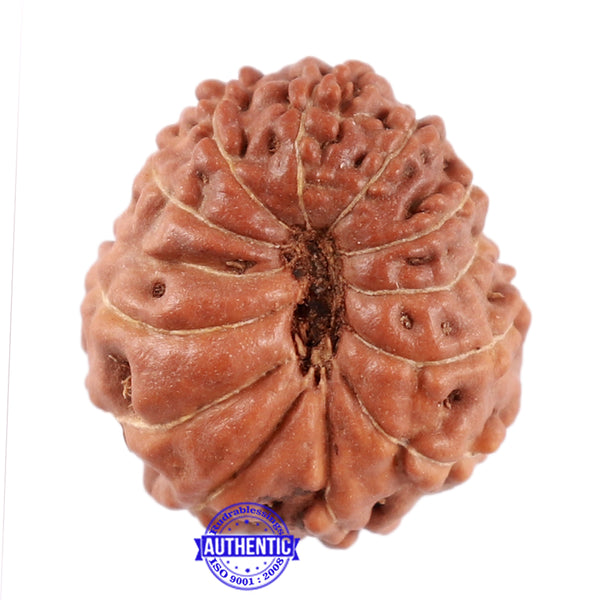 12 Mukhi Indonesian Rudraksha - Bead No. 167