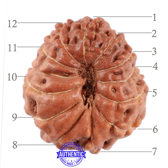 12 Mukhi Indonesian Rudraksha - Bead No. 167