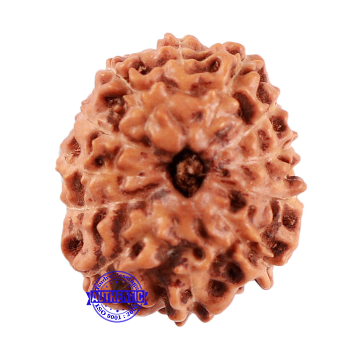 12 Mukhi Indonesian Rudraksha - Bead No. 169