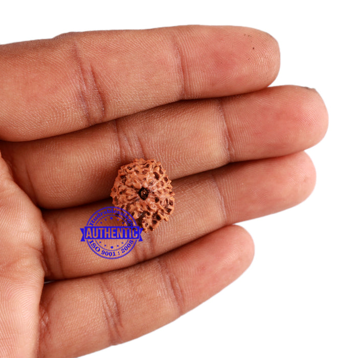 12 Mukhi Indonesian Rudraksha - Bead No. 169