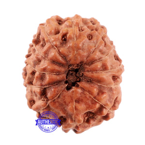 12 Mukhi Indonesian Rudraksha - Bead No. 169