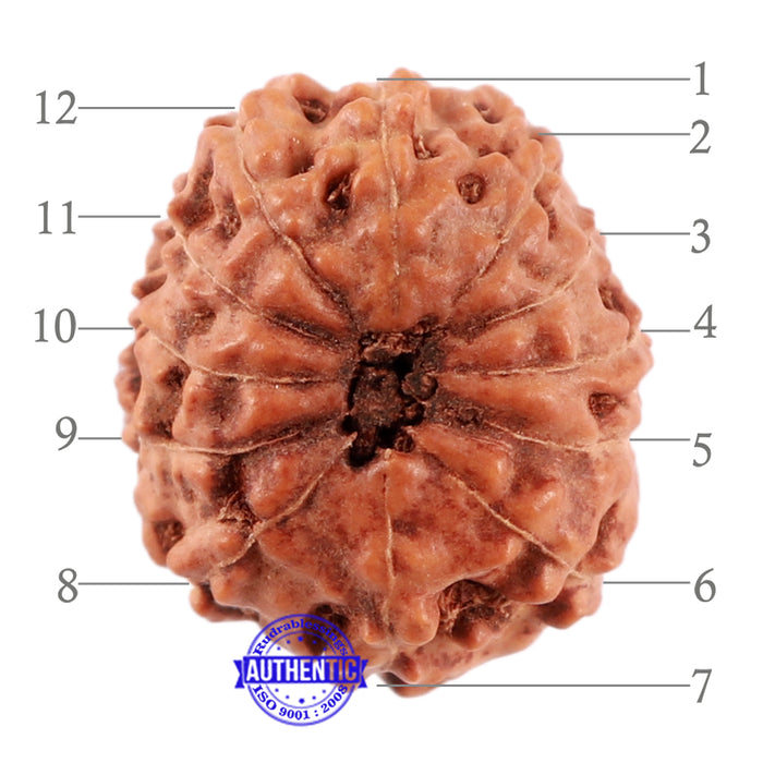 12 Mukhi Indonesian Rudraksha - Bead No. 169