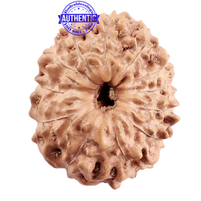 12 Mukhi Indonesian Rudraksha - Bead No. 175