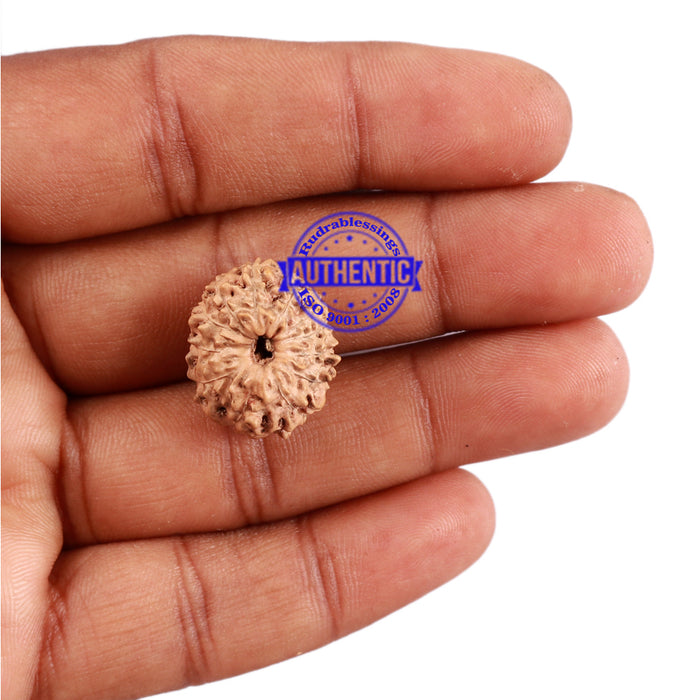 12 Mukhi Indonesian Rudraksha - Bead No. 175