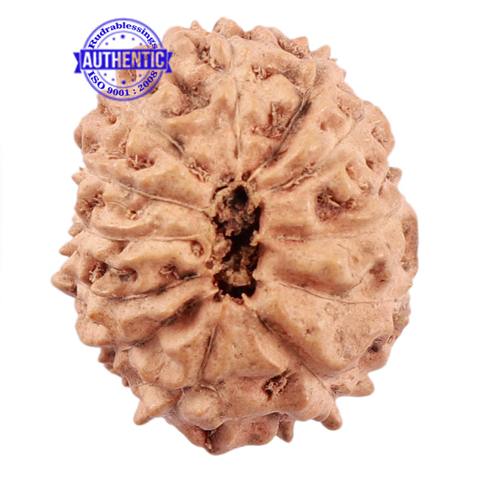 12 Mukhi Indonesian Rudraksha - Bead No. 175