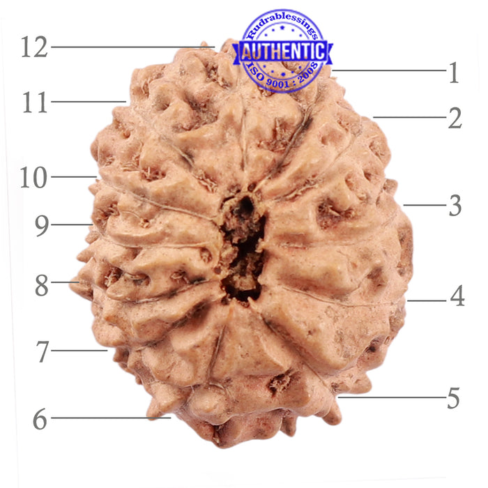 12 Mukhi Indonesian Rudraksha - Bead No. 175