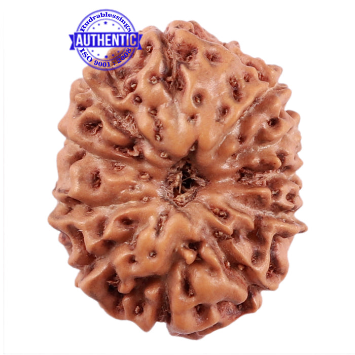 12 Mukhi Indonesian Rudraksha - Bead No. 176