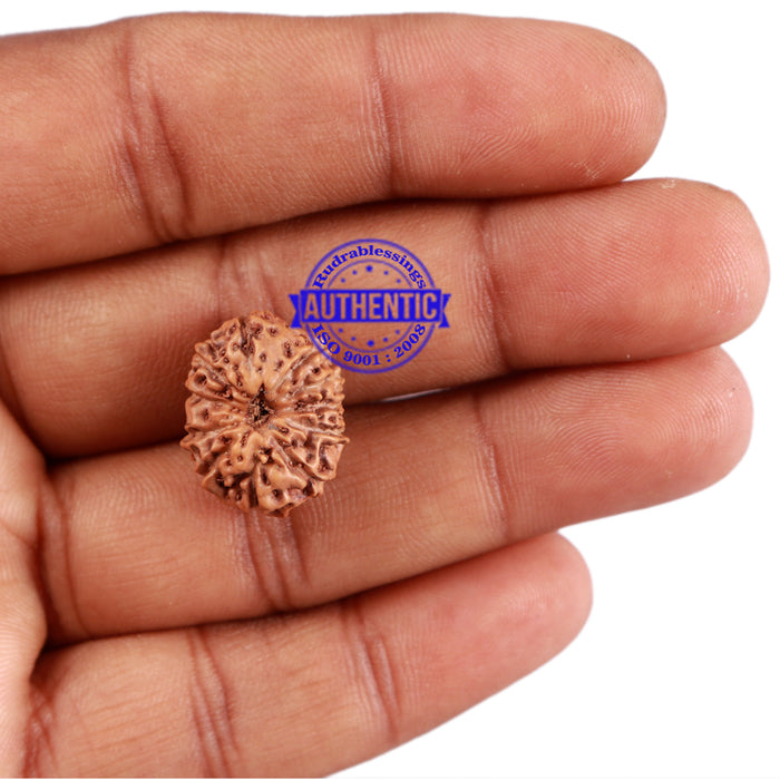 12 Mukhi Indonesian Rudraksha - Bead No. 176