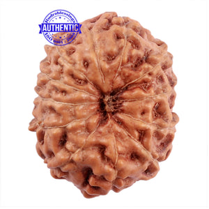 12 Mukhi Indonesian Rudraksha - Bead No. 176