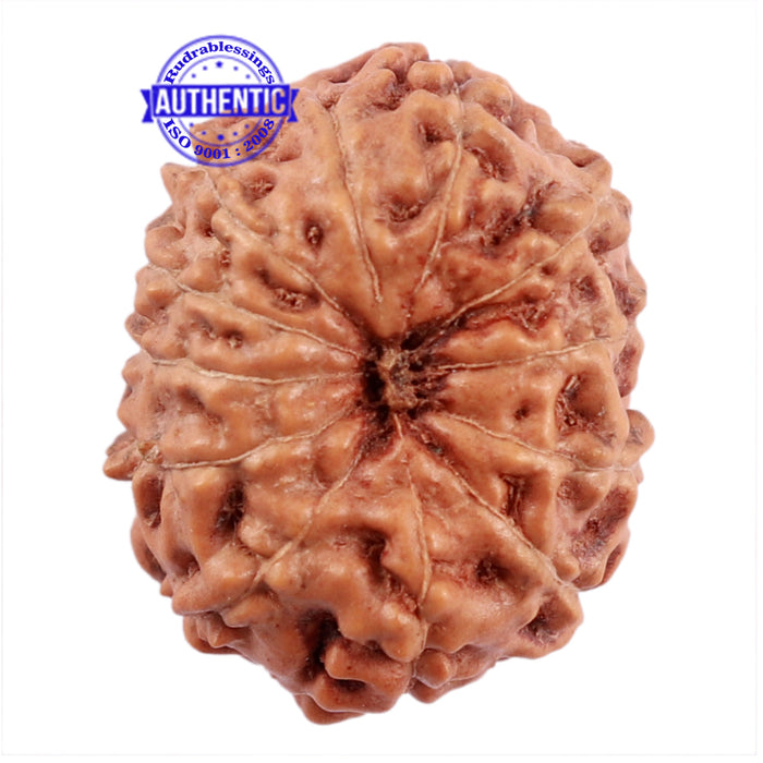 12 Mukhi Indonesian Rudraksha - Bead No. 176