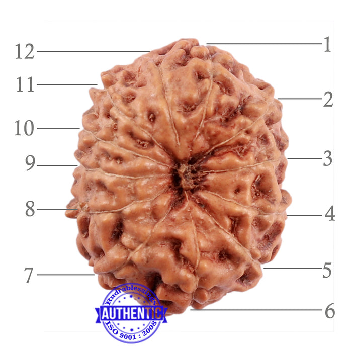 12 Mukhi Indonesian Rudraksha - Bead No. 176