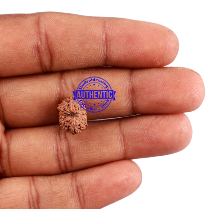12 Mukhi Indonesian Rudraksha - Bead No. 184