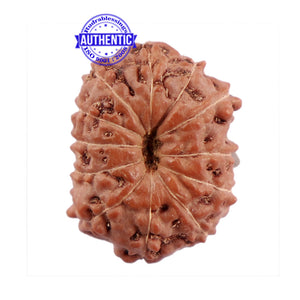 12 Mukhi Indonesian Rudraksha - Bead No. 184