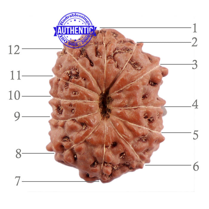 12 Mukhi Indonesian Rudraksha - Bead No. 184