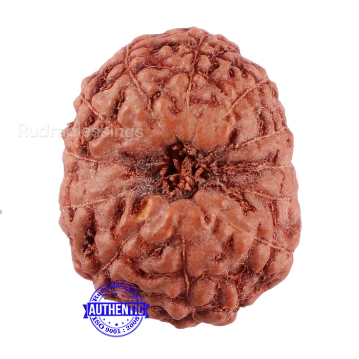 12 Mukhi Indonesian Rudraksha - Bead No. 97