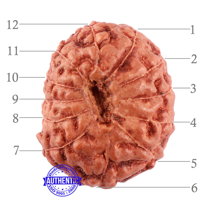 12 Mukhi Indonesian Rudraksha - Bead No. 97