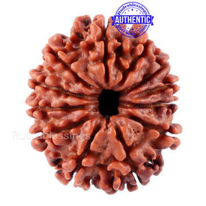 12 Mukhi Nepalese Rudraksha - Bead No. 80