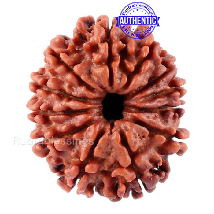 12 Mukhi Nepalese Rudraksha - Bead No. 80