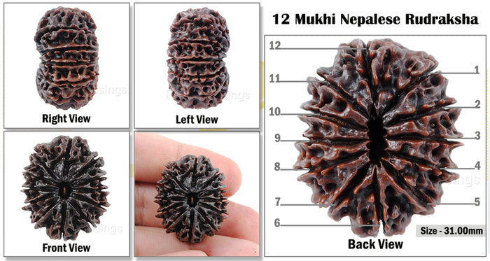 12 mukhi Nepalese Rudraksha - Bead No. 18