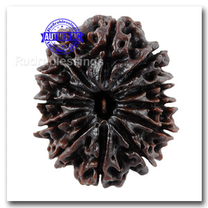 12 mukhi Nepalese Rudraksha - Bead No. 18