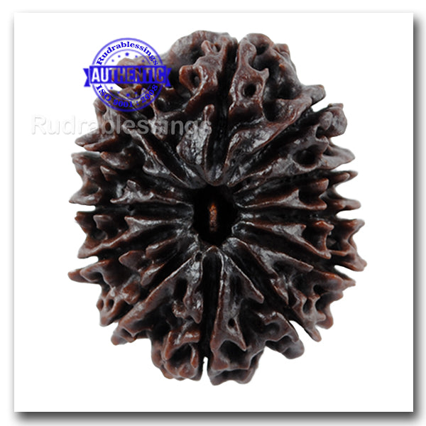 12 mukhi Nepalese Rudraksha - Bead No. 18