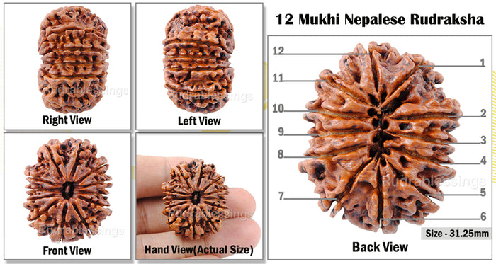 12 Mukhi Nepalese Rudraksha - Bead No. 21