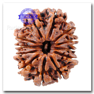 12 Mukhi Nepalese Rudraksha - Bead No. 21