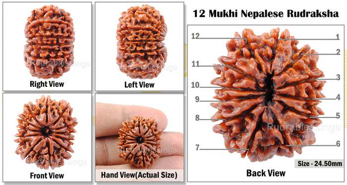 12 Mukhi Nepalese Rudraksha - Bead No. 22
