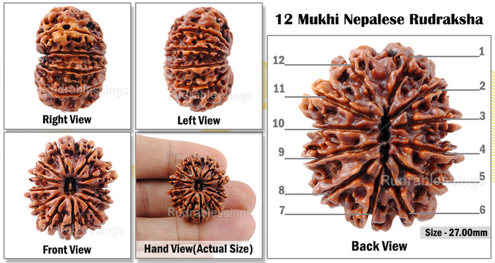 12 Mukhi Nepalese Rudraksha - Bead No 23